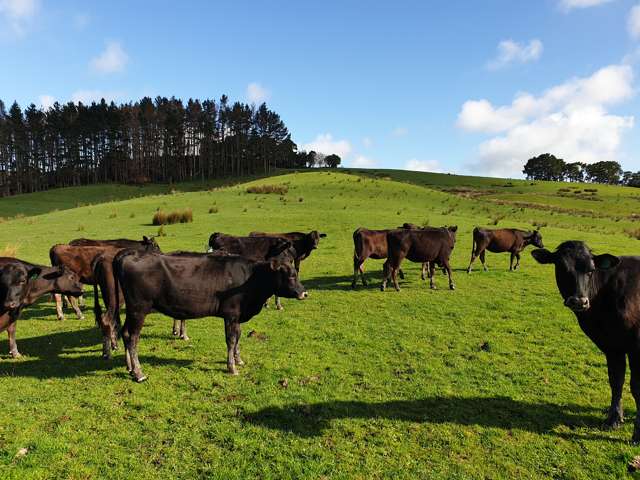 Sterling Road Paparoa_3