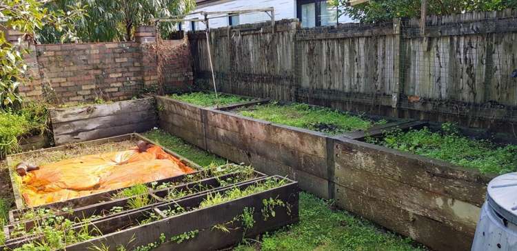 6a Eglinton Avenue Mount Eden_10