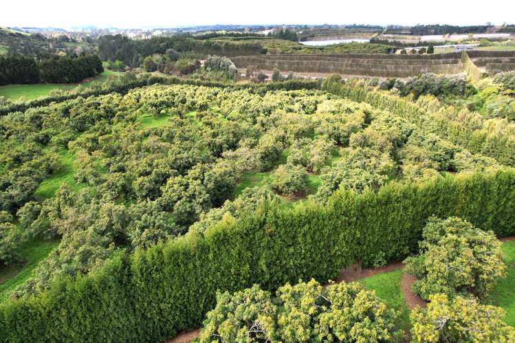 192 Woodland Road Katikati_3
