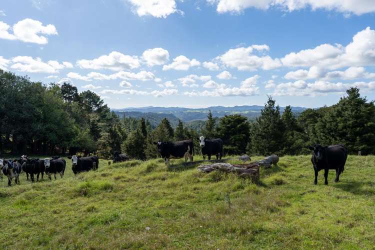 45 Monument Road Kawakawa_32