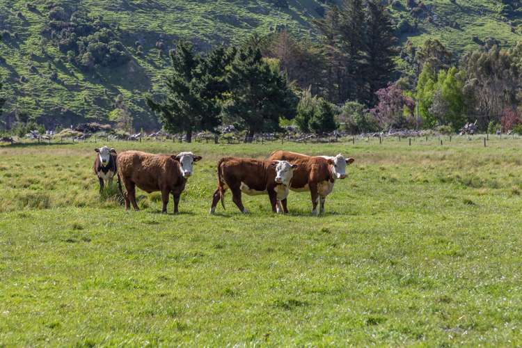 1339 Okains Bay Road Okains Bay_24