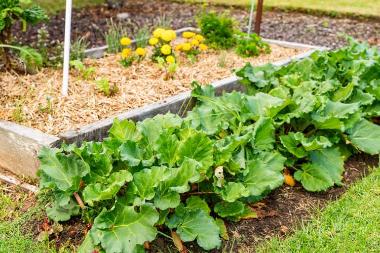 8 George Point Road Onerahi_25