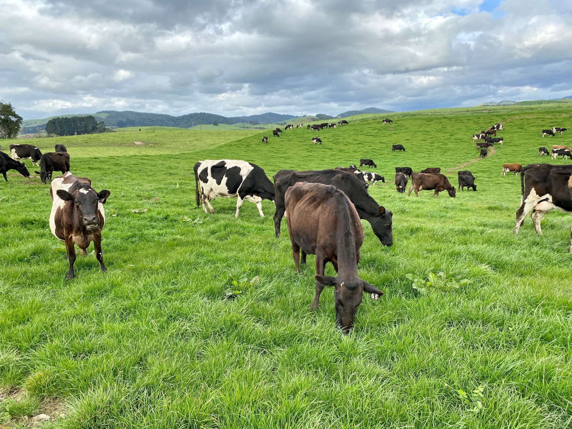 178 Mangatutu Road Maihiihi_0