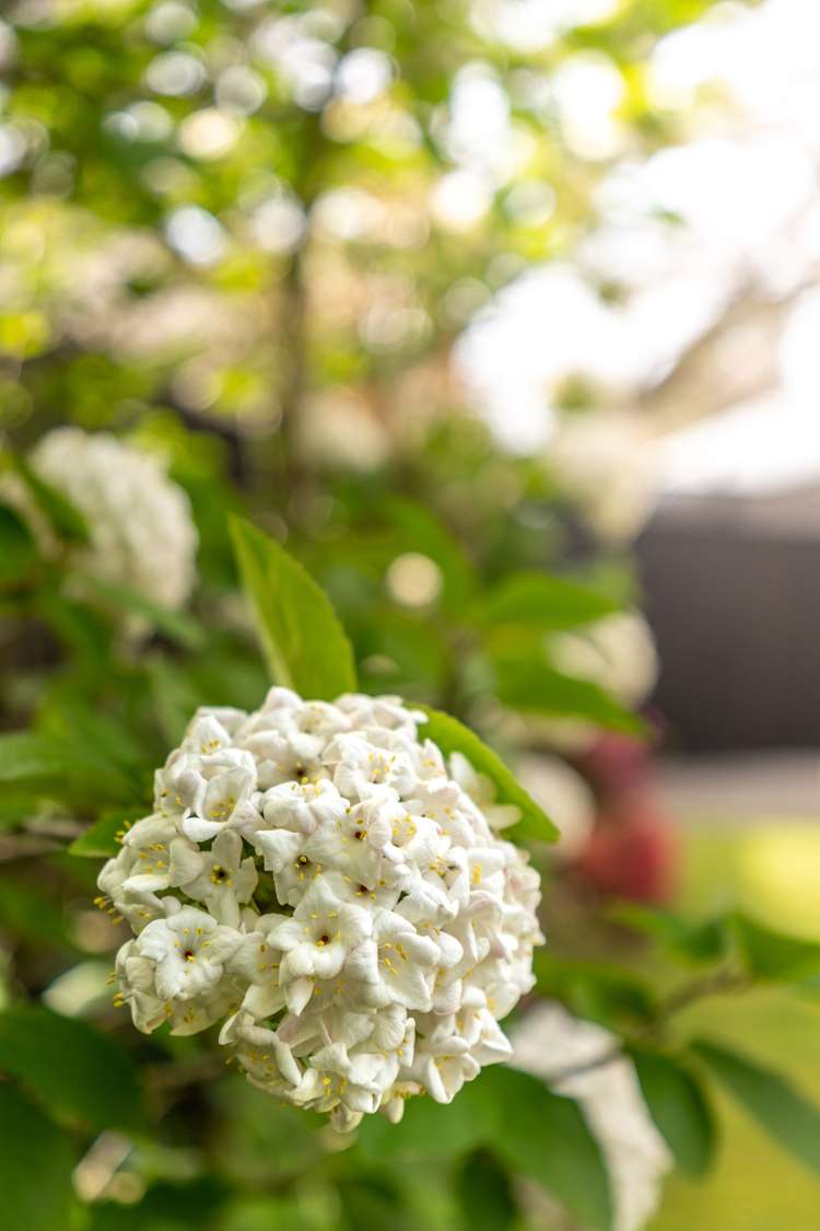 64 Patterson Terrace Halswell_29