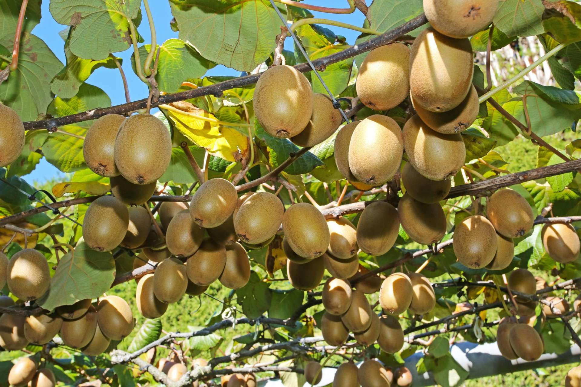 1557 Churchill Road Pukekawa_0