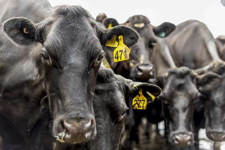 590e Koheroa Road Mangatawhiri_11