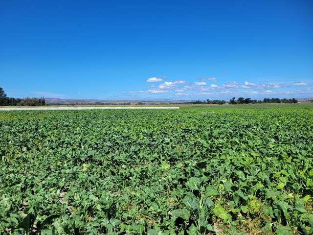 343 McHardy Road Middlemarch_1