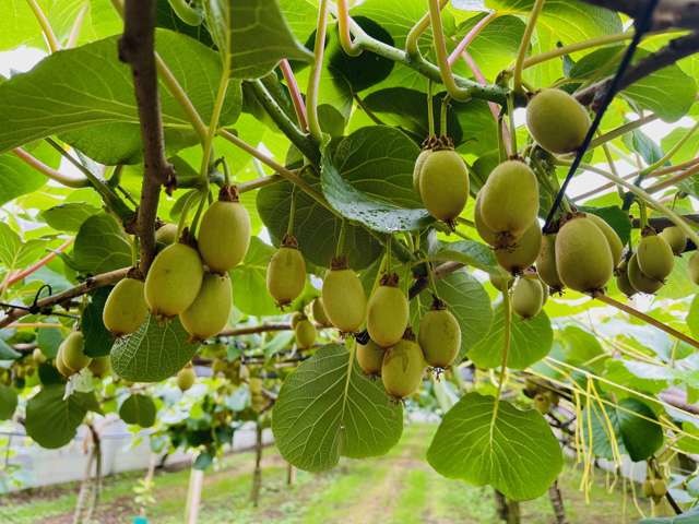 101 Pukehina Station Road Pukehina_3