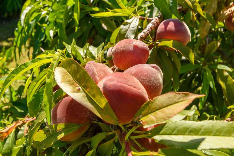 17 Hairini Street Hairini_40