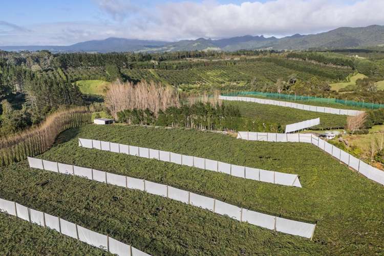 175 Busby Road Katikati_15