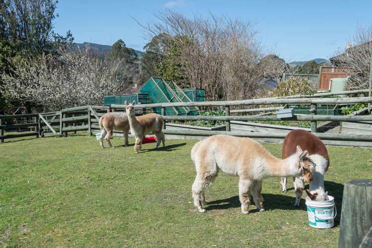 3 Coburg Place Tikitere_35