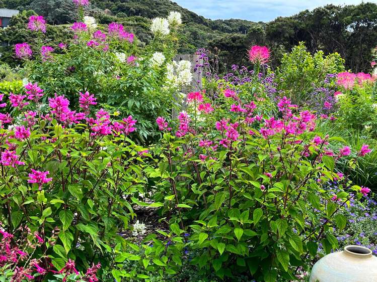 100 Margaret Reeve Lane Waiheke Island_6