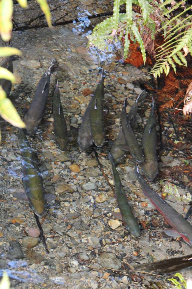 483 Spencer Road Lake Tarawera_3