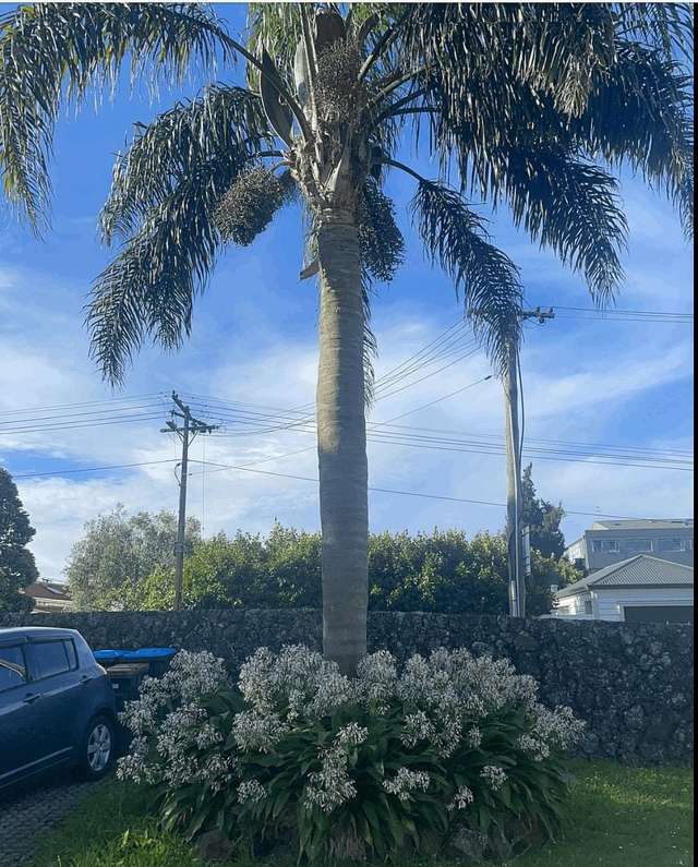 10E Sylvan Avenue East Mount Eden_1