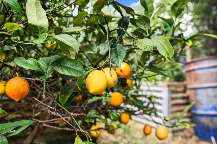 4 Hardie Grove Featherston_12