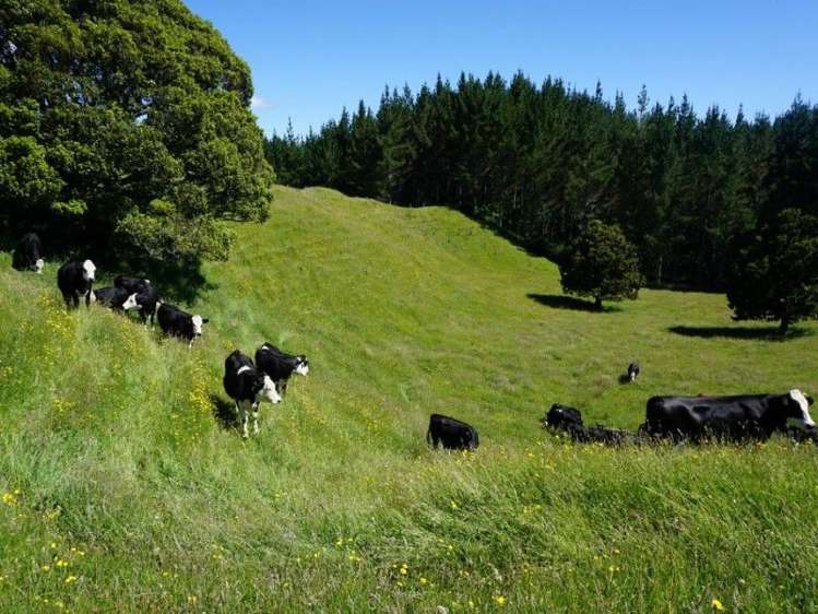 1788 Manawahe Road Manawahe_15