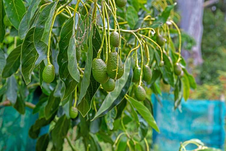 Proposed subdivision - 141 Valley Road_5