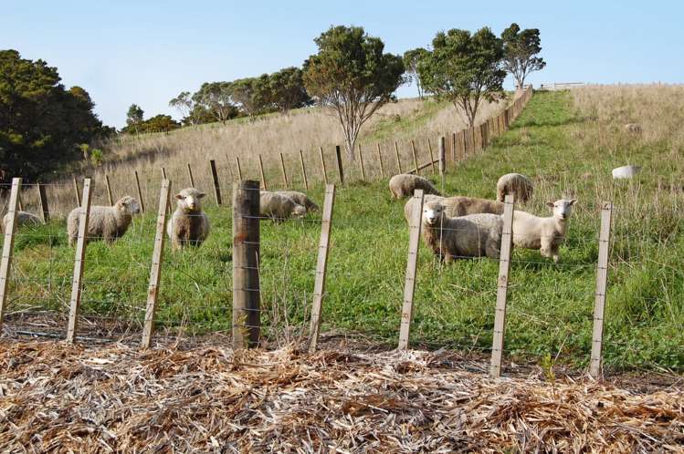 598a Oneriri Road Kaiwaka_12