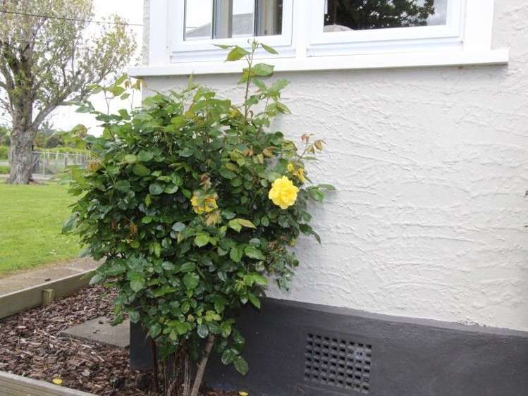 623 State Highway 2 Pahiatua_13