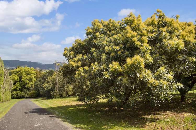 22 Noron Place Katikati_31