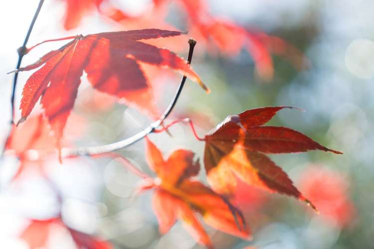 183b Greenhithe Road Greenhithe_33