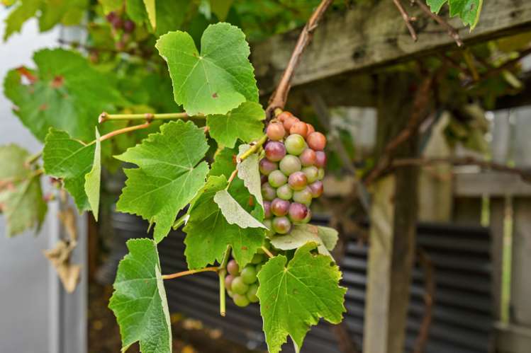 1 Beverley Crescent Maungatapere_15