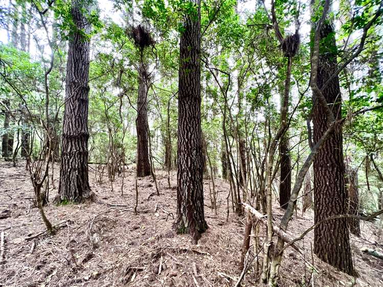 637a Awahou Road Murupara Surrounds_22