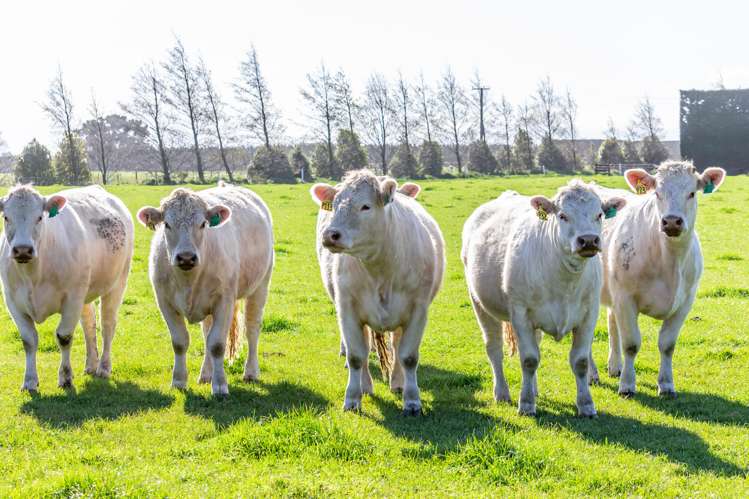 314 West Melton Road Rolleston_9