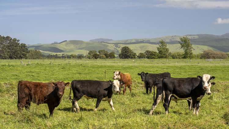 178 Pahautea Road Kahutara_13