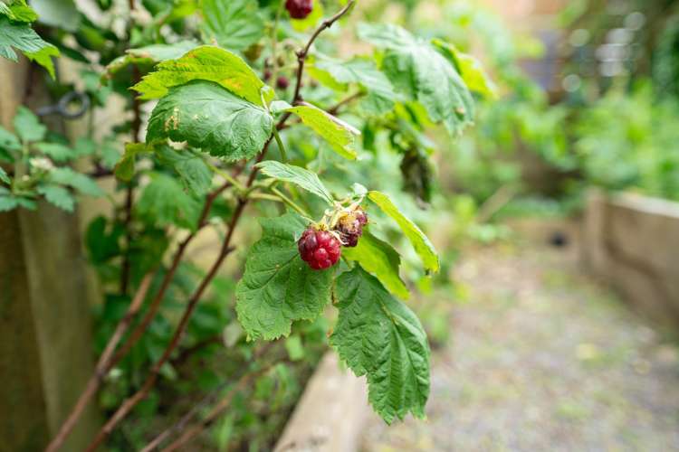 24 Charlotte Avenue Brooklyn_13