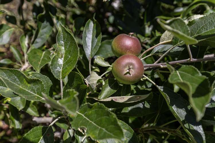 90-92 Kiwi Road Raumati Beach_4