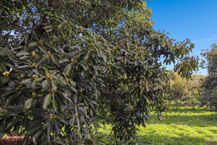 53C Woodland Road Tahawai_25