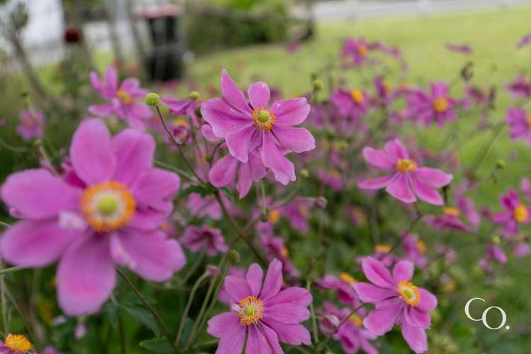 202 Murdoch Road West Raureka_21