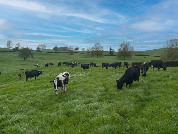 63 Harbottle Road Morrinsville_8