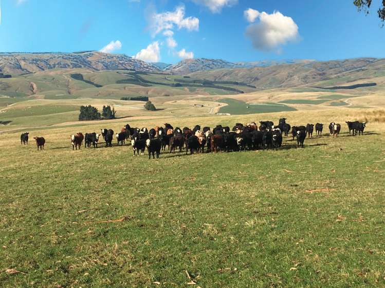 901 Wilden Runs Road West Otago Surrounds_7