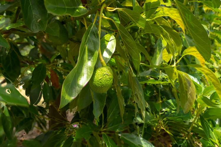 5126 State Highway One Ngataki_22