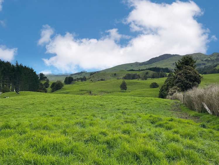 2288 Waihue Road Dargaville Surrounds_18