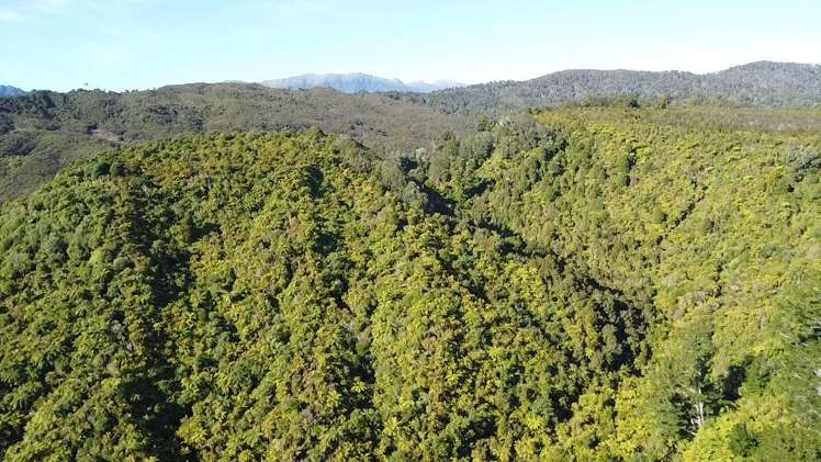 844 Nikau Road, State Highway 67_1