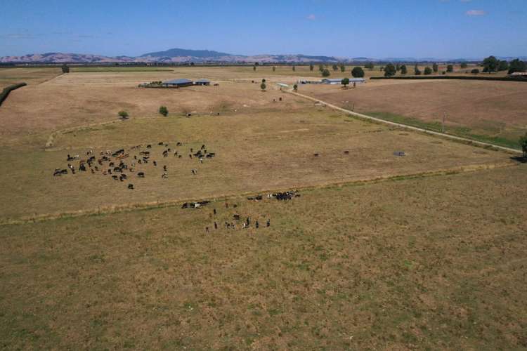 111 Mill Road Ohaupo_20