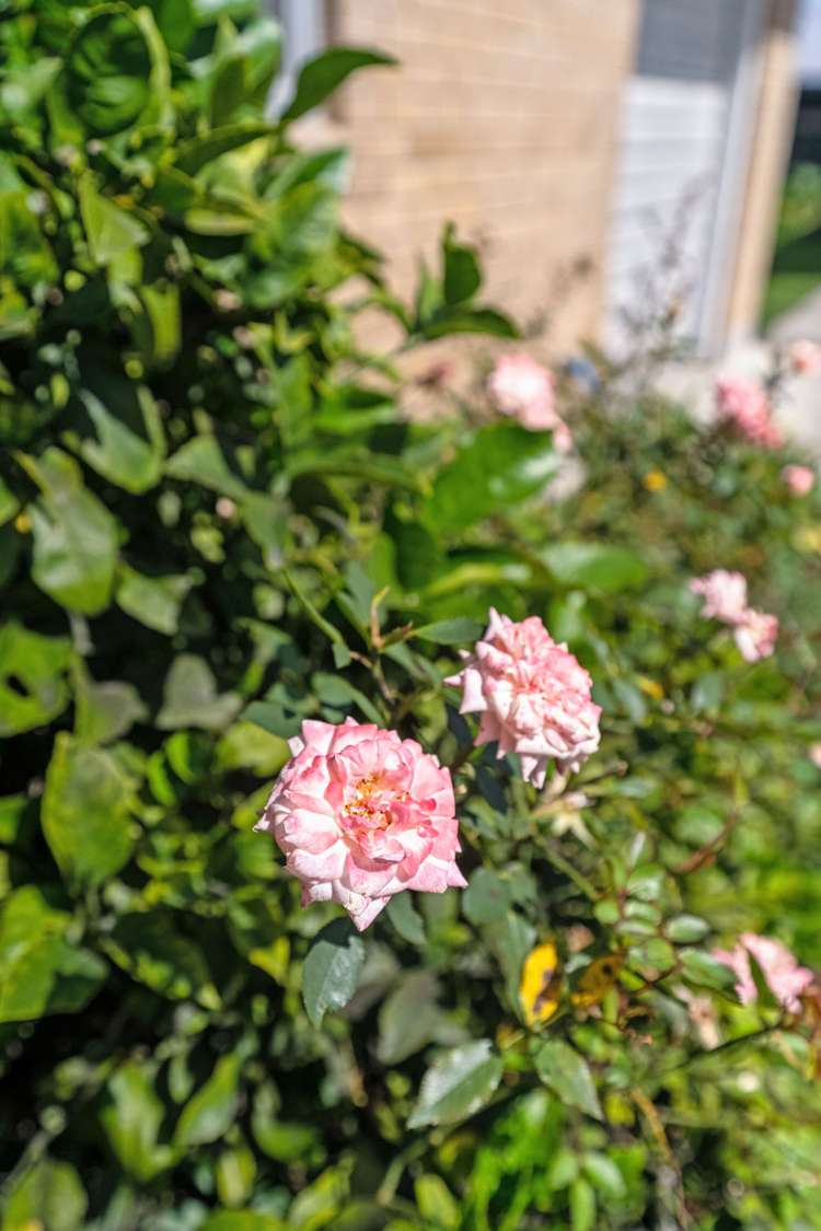 434 Halswell Road Halswell_21