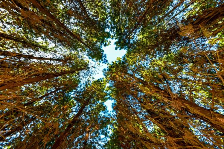 352 Knyvetts Road Southbridge_29