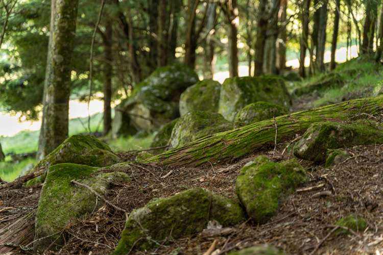 75 Snooks Road Maungatapere_14