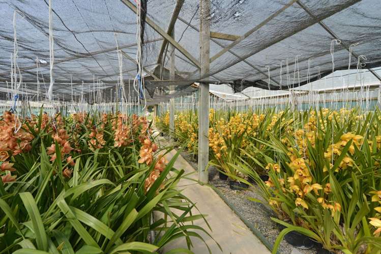 436 Crane Road Kauri_14