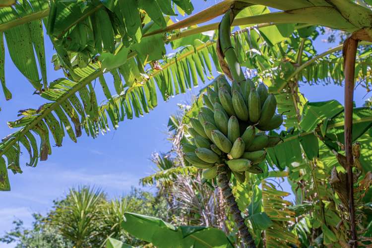 248 Sh25 Kuaotunu_24