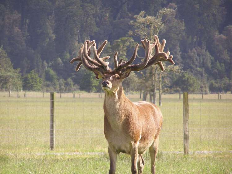 97b Cook Flat Road Fox Glacier_22