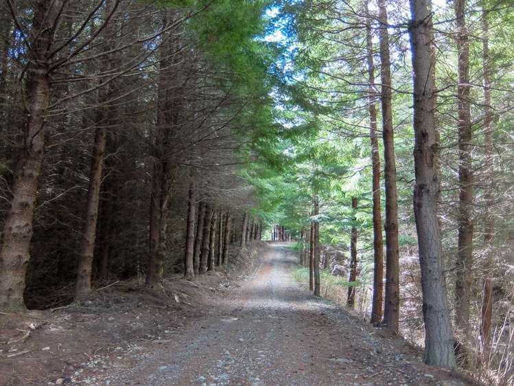 State Highway 63 Wairau Valley_5