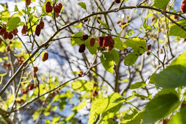 1782 State Highway 12 Paparoa_25