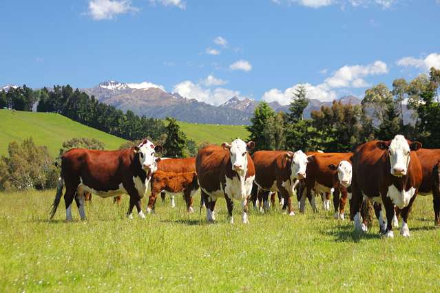 Te Anau Finishing Unit