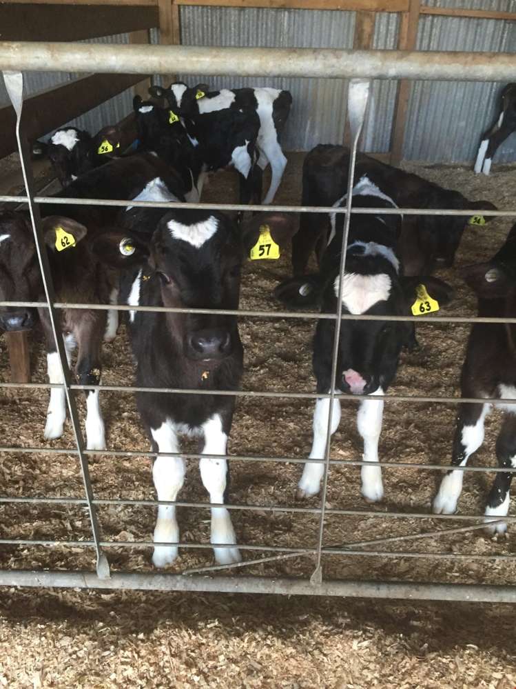 83 Parsons Road Whakapara_16