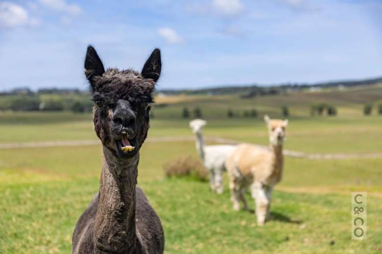 279 Fordyce Road Helensville_36